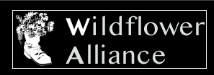 wildflower